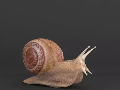 Snail 3D model 3