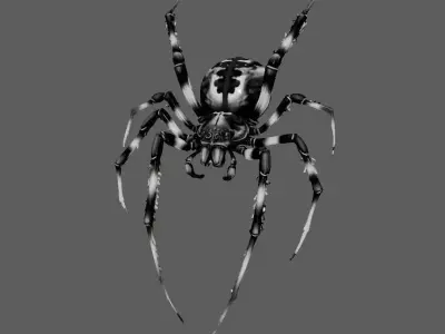 Spider 3D model 14