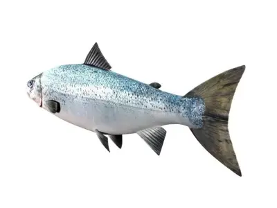 Salmon Fish White 3D model