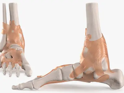 Anatomical Foot Skeleton Model with Ligament Overlay 3D model