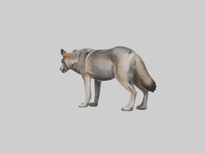 Eastern Wolf Low-poly 3D model