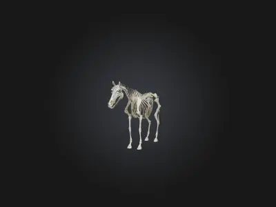 Realistic Zebra Skeleton Model Low-poly 3D model