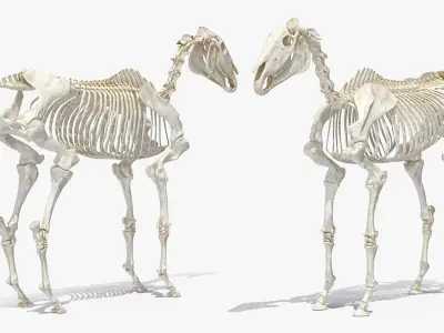 Horse Skeleton 3D model shop