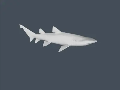 Shark 3D model get