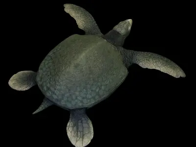 Archelon Asset Pack Low-poly 3D model