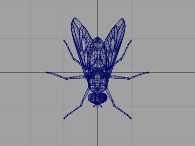 housefly 3d model fly 3D model