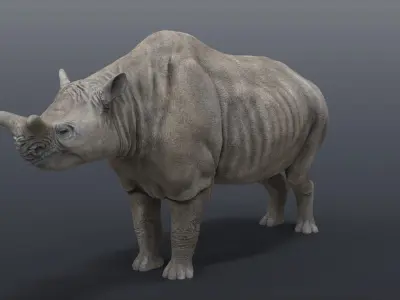 Megacerops coloradensis 3D model