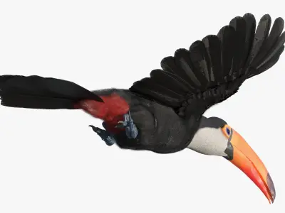  Tropical Toucan in Flight 