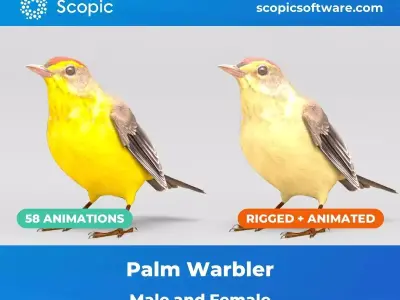 3D Bird Pack Palm Warbler Male and Female Low-poly 3D model