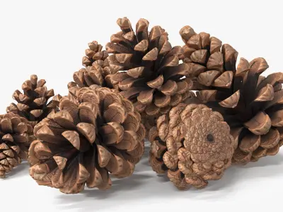  Pine Cones Pile with Open Scales Brown 