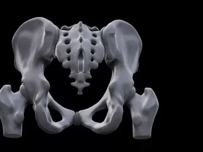 Realistic Human Pelvis Bone Anatomy 3D Model for Medical 3D print model