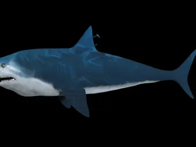 Bull shark 3D model