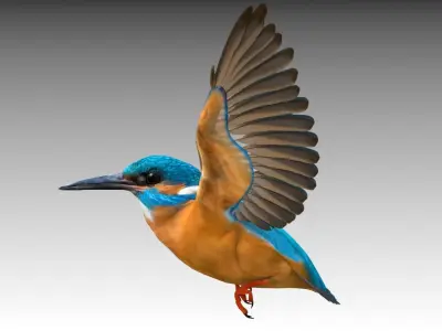 Kingfisher Low-poly 3D model