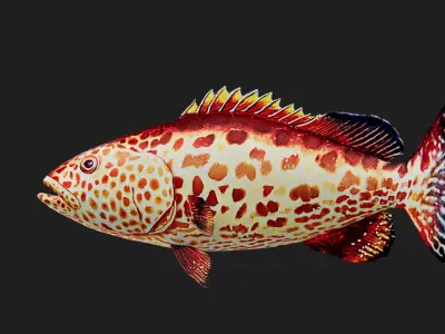 Grouper Low-poly 3D model order