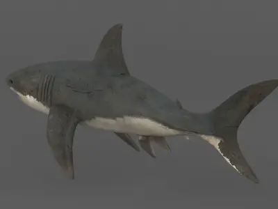 White Shark 3D model get