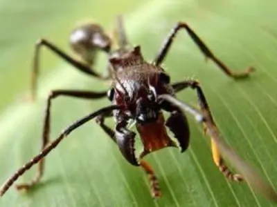 ANT Destroyer Leader 3D print model