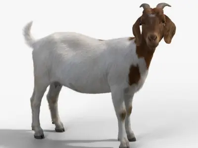 Boer Goat with 1 Animation 3D model