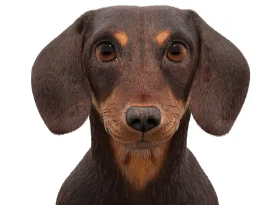Dachshund 3D Model Fur 3D model