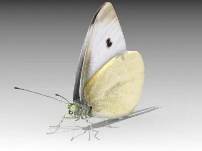 White butterfly Low-poly 3D model