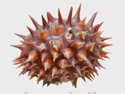 Venomous Fire Urchin with Spines Low-poly 3D model