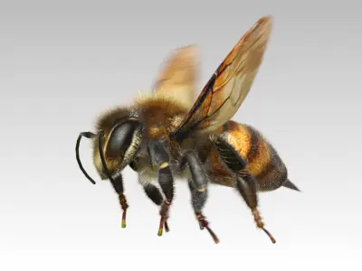 Honey bee Animated 3D model