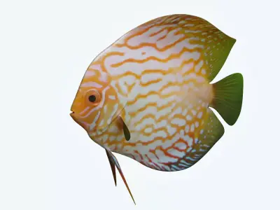 Discus Fish 7 3D model