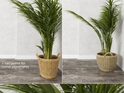 Areca Palm Trees (+GrowFX) 3D model