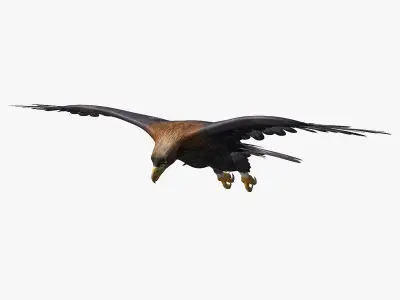 Eagles ANIMATED 3D model