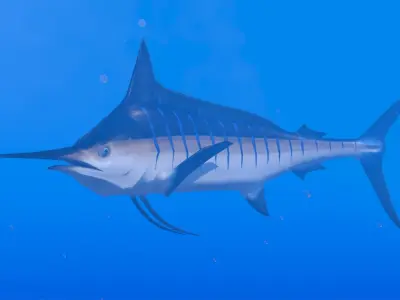 Blue Marlin Low-poly 3D model purchase