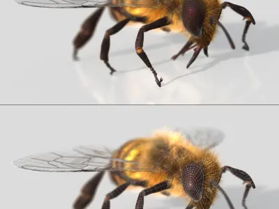 HONEYBEE XGEN CORE ANIMATED 3D model