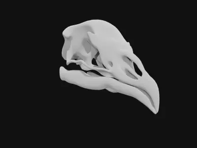 Peacock skull 3D model