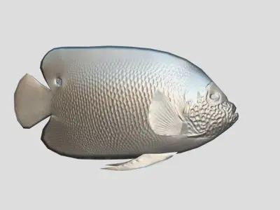 Blueface Angelfish Realistic Animated Low-poly 3D model