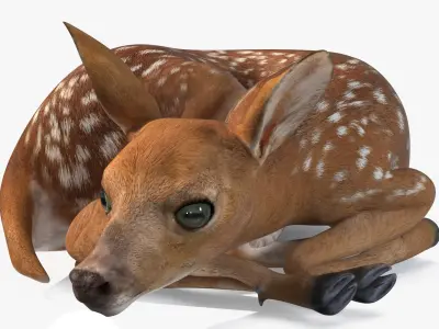  Resting White-Tailed Fawn Deer 