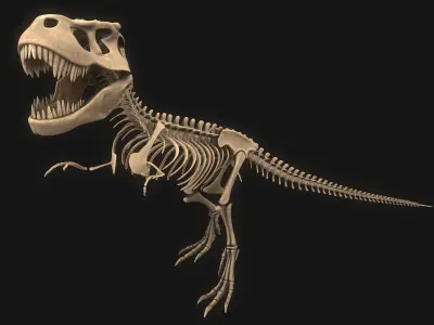 T-rex Skeleton 3D model buy