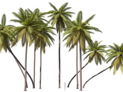 Palms Lowpoly Set 01 with LODs 3D model