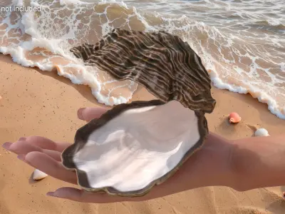  Open Oyster Shell White 