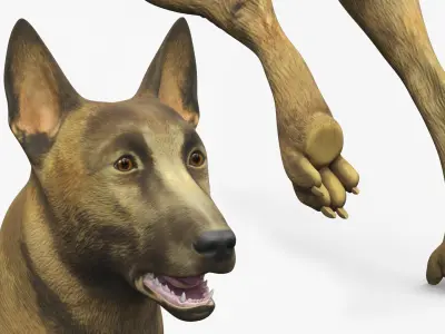  Dutch Herding Dog in Run Pose Gold Brindle 