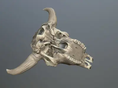 Cow Skull Low-poly 3D model