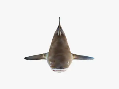 Nurse Shark Free 3D model