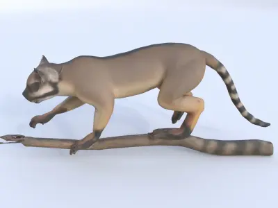 Banded Linsang 3D model