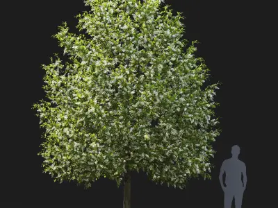 Prunus Padus 04 3D model