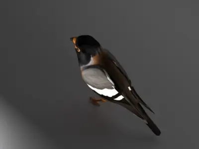 Myna Bird 3D model