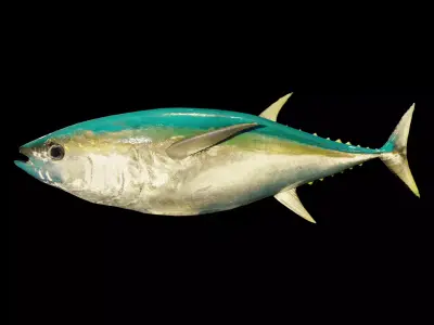 Tuna 3D model bluefin Free low-poly 3D model