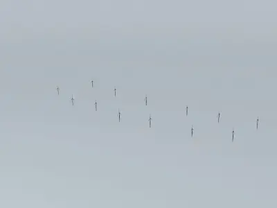 Woolnorth Wind Farm Free 3D model