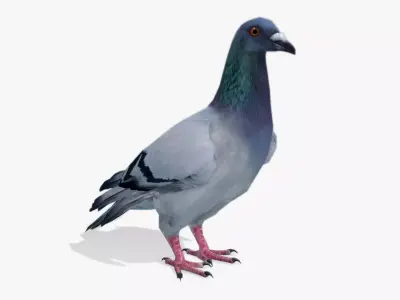 Pigeon Low-poly 3D model 3