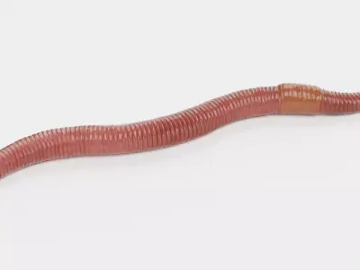 Earthworm 3D model 5