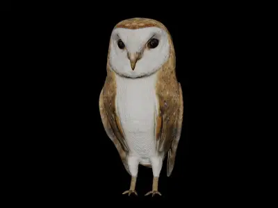 Barn Owl and white goose bird Low-poly 3D model