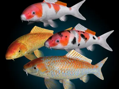 Koi Fish 3D model order