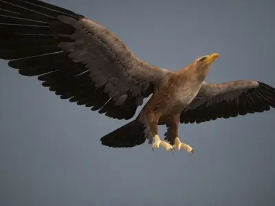 Eagle in flight 3D model