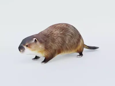 Beaver Free 3D model